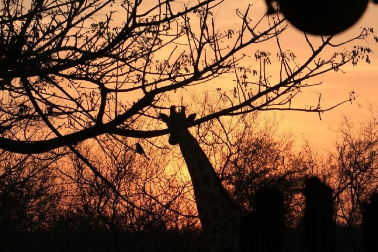 Bushvilla Umoja Kruger ファラボルワ エクステリア 写真