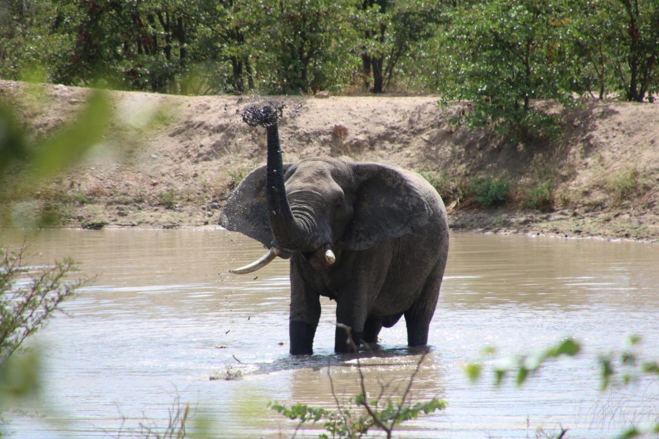 Bushvilla Umoja Kruger ファラボルワ エクステリア 写真
