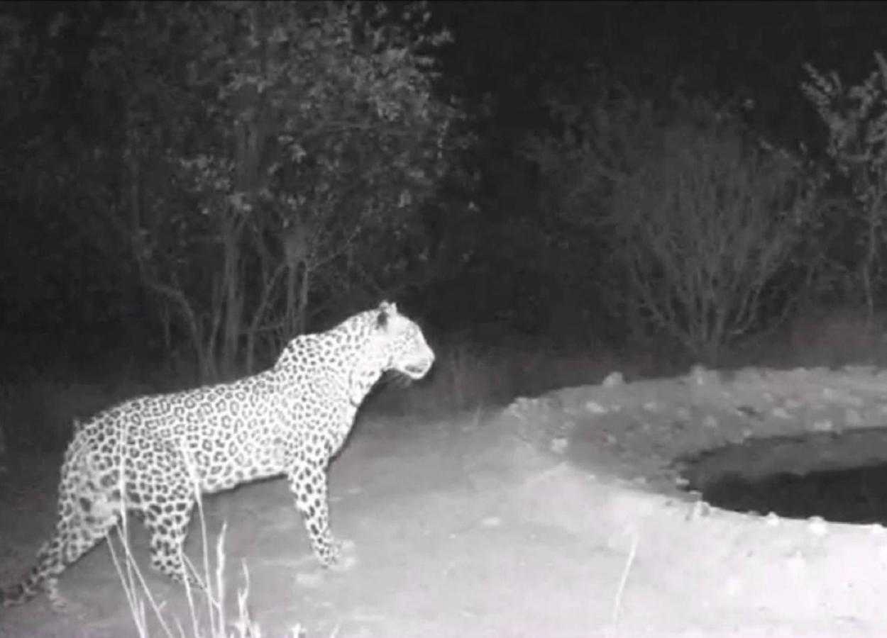Bushvilla Umoja Kruger ファラボルワ エクステリア 写真