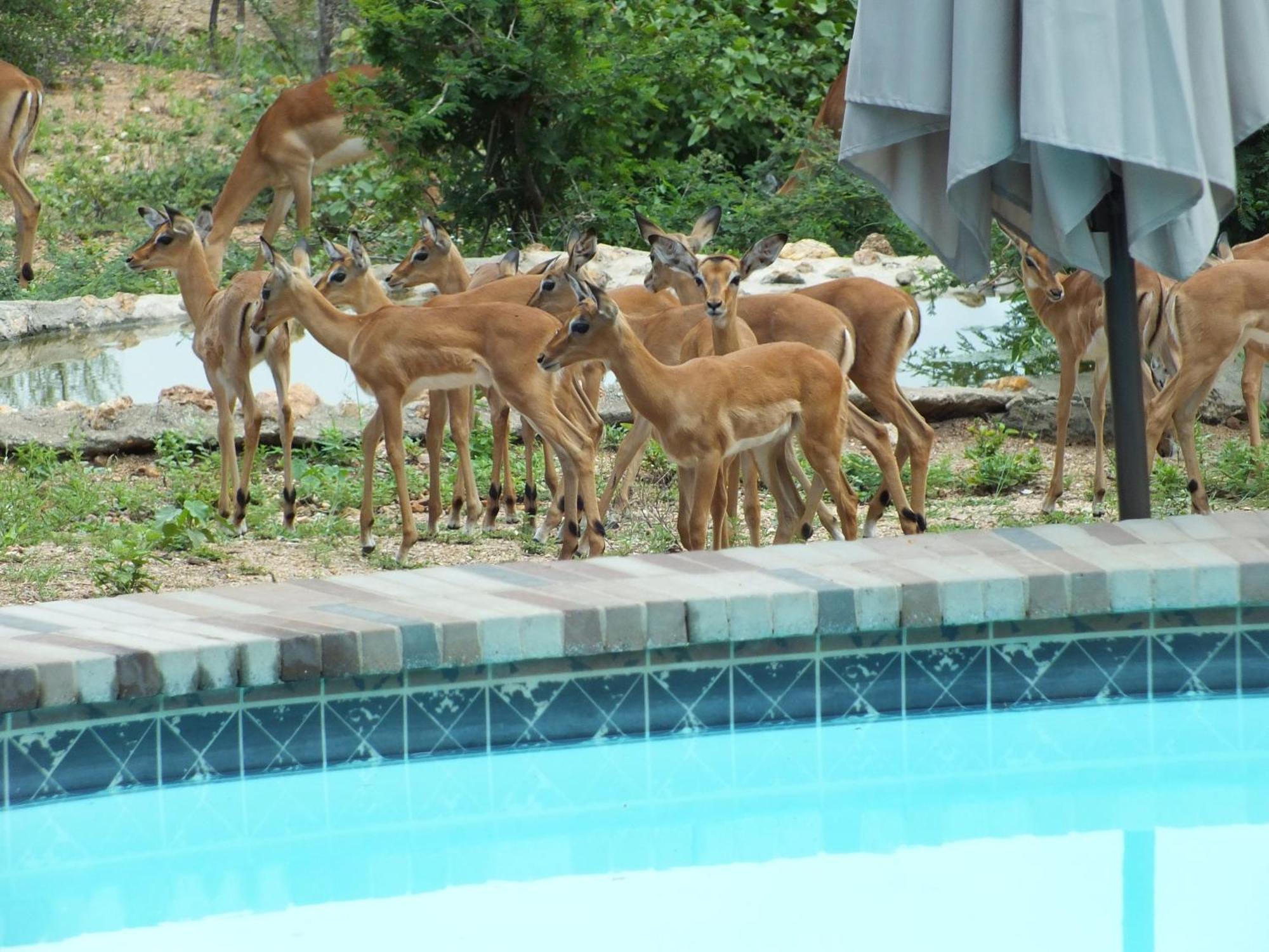 Bushvilla Umoja Kruger ファラボルワ エクステリア 写真